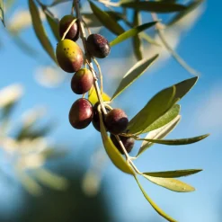 Liniment Diaper Change Cleaning 400ml